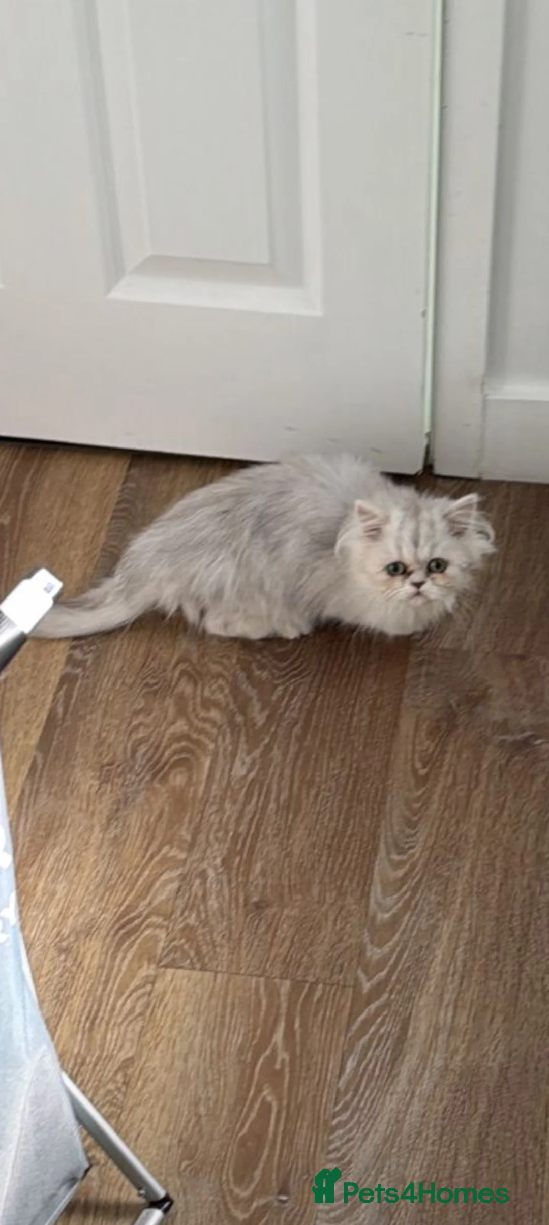 Persian cats for sale: Chinchilla  persian  kitten  - Advert 2