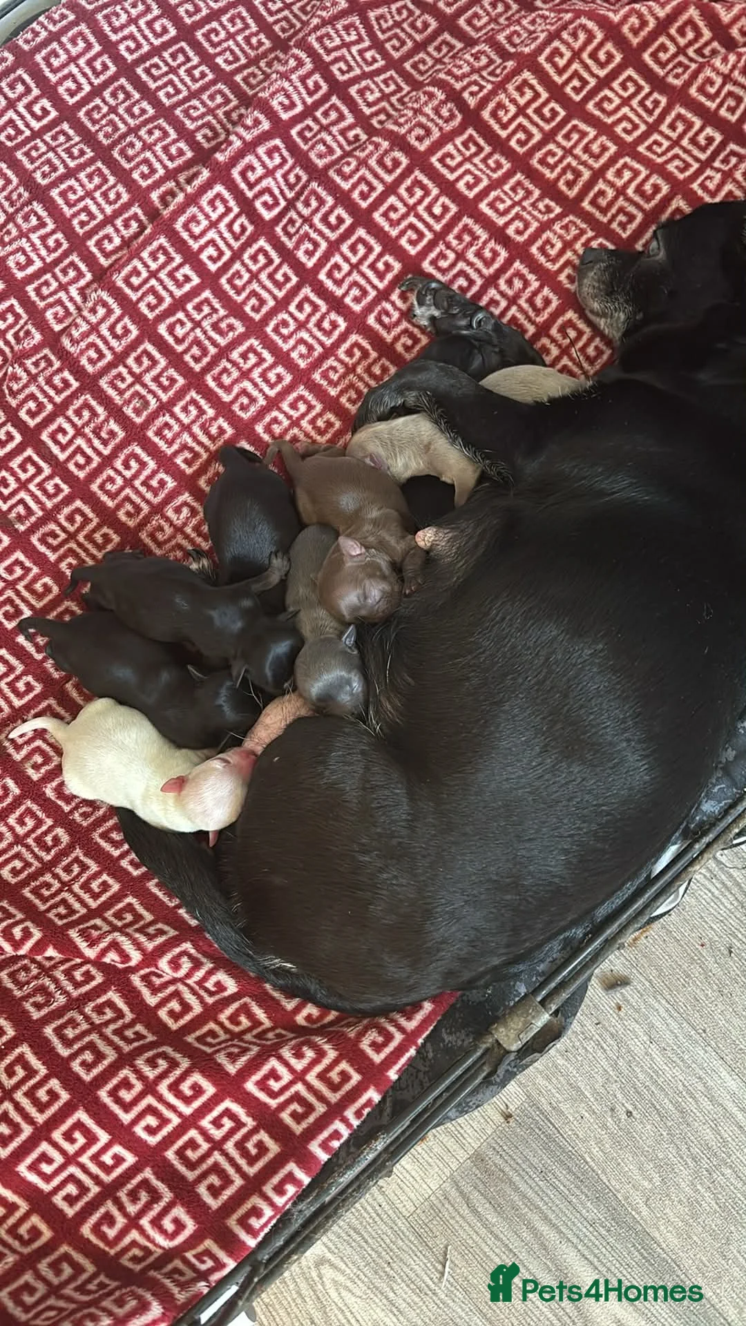 Chihuahua dogs for sale: Adorable Chihuahua 🐾🐶🐾🐶  - Advert 2