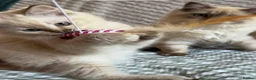 Ragdoll cats for sale: Ragdolls Mink Sepia TICA Cherubims Quality  - Advert 22