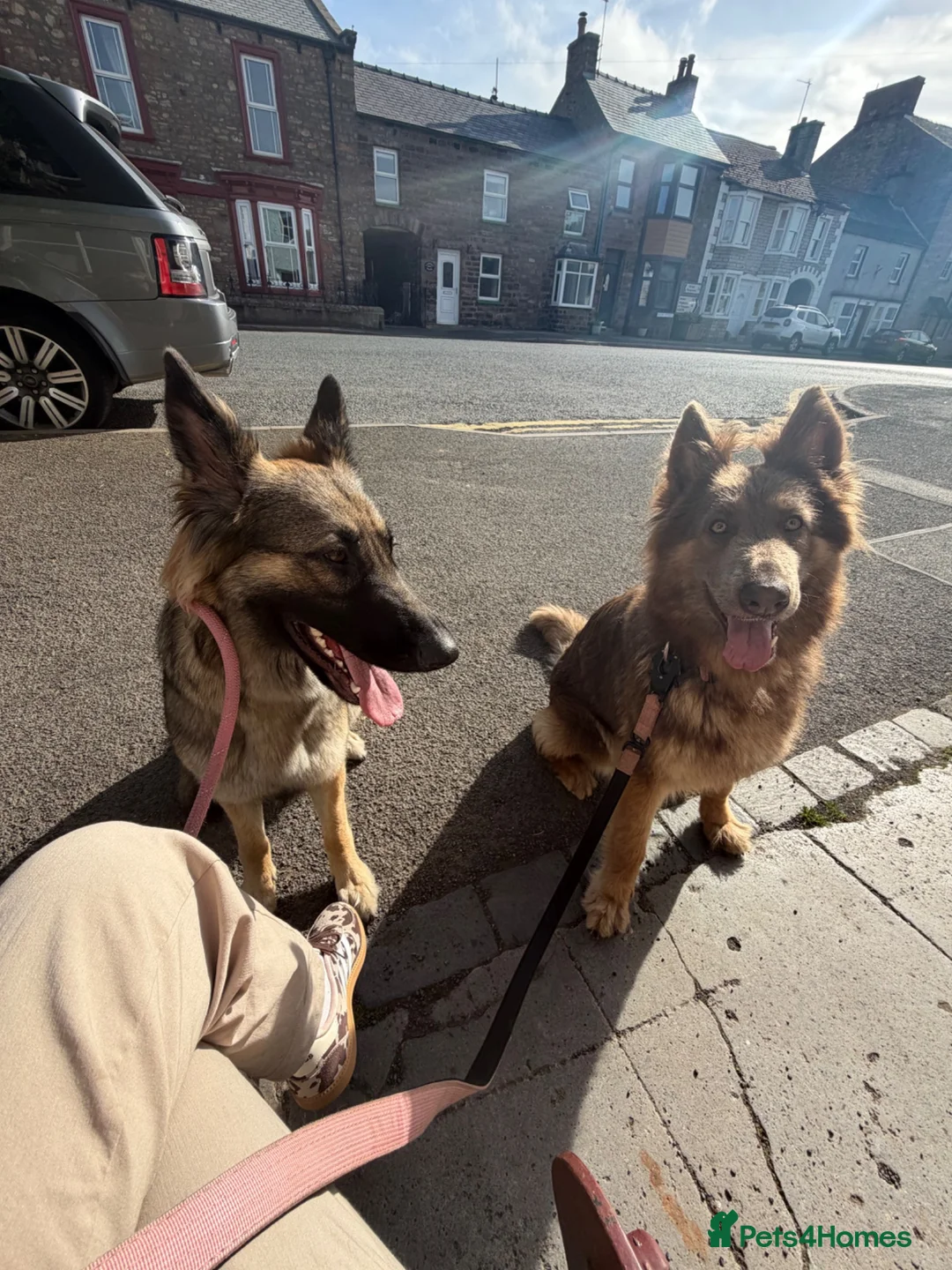 German Shepherd dogs for sale: Looking for her forever home  - Advert 2