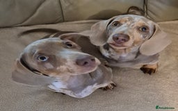 Dachshund dogs for sale: Kc isabella dapples boys - Image 3