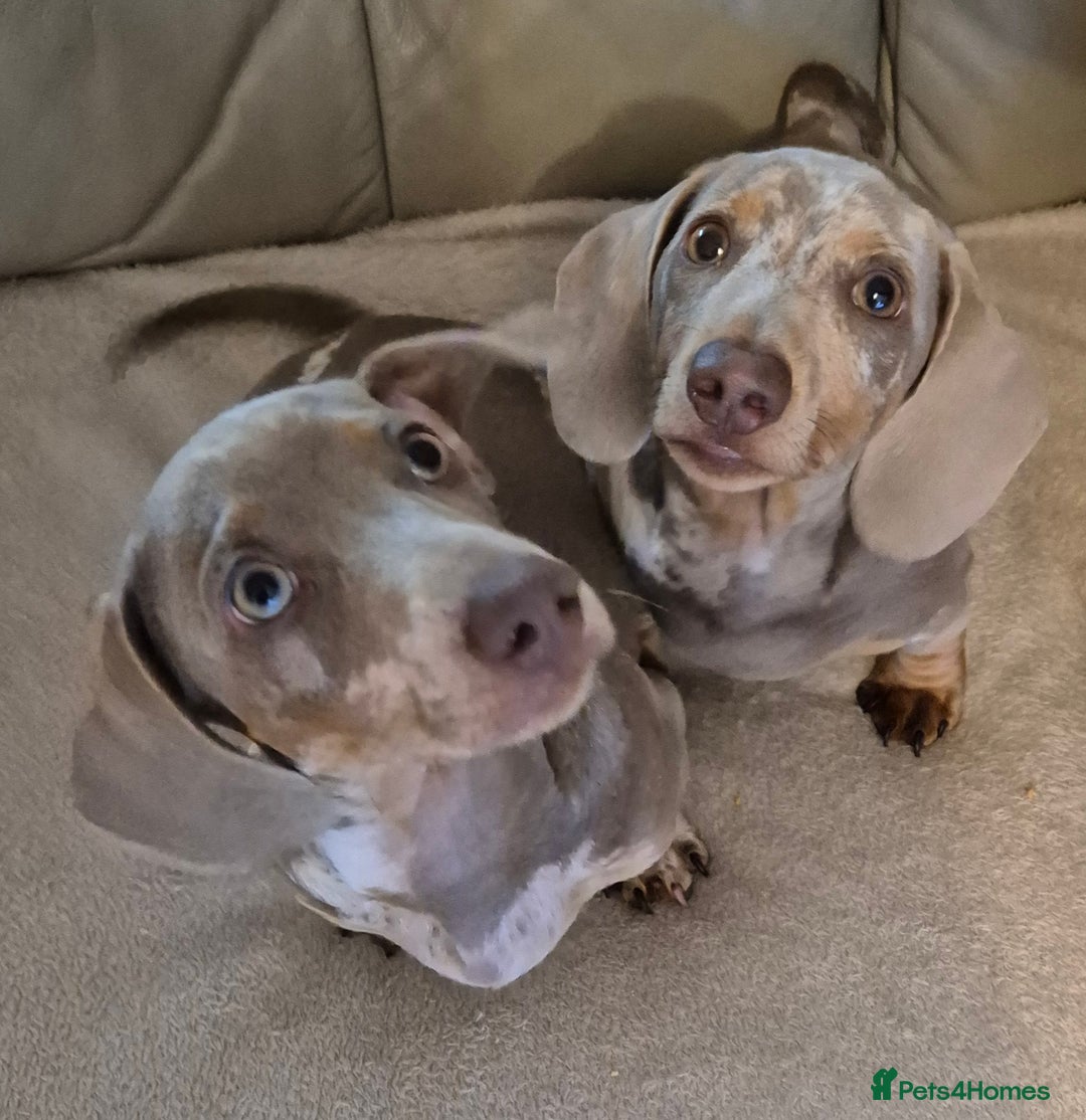 Dachshund dogs for sale: Kc isabella dapples boys - Image 3