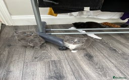 Mixed Breed cats for sale: Very friendly beautiful fluffy kittens  - Image 16