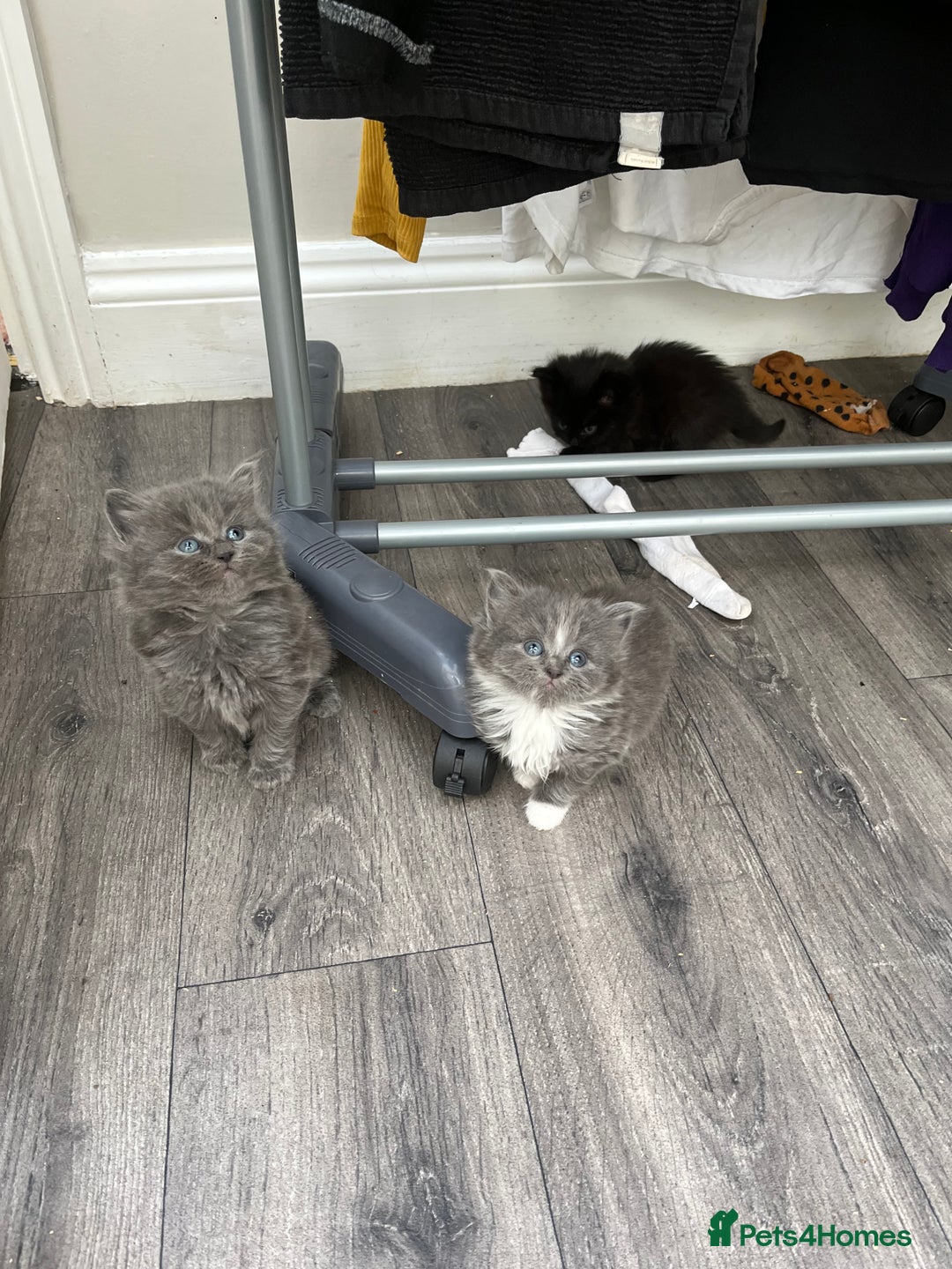 Mixed Breed cats for sale: Very friendly beautiful fluffy kittens  - Image 16