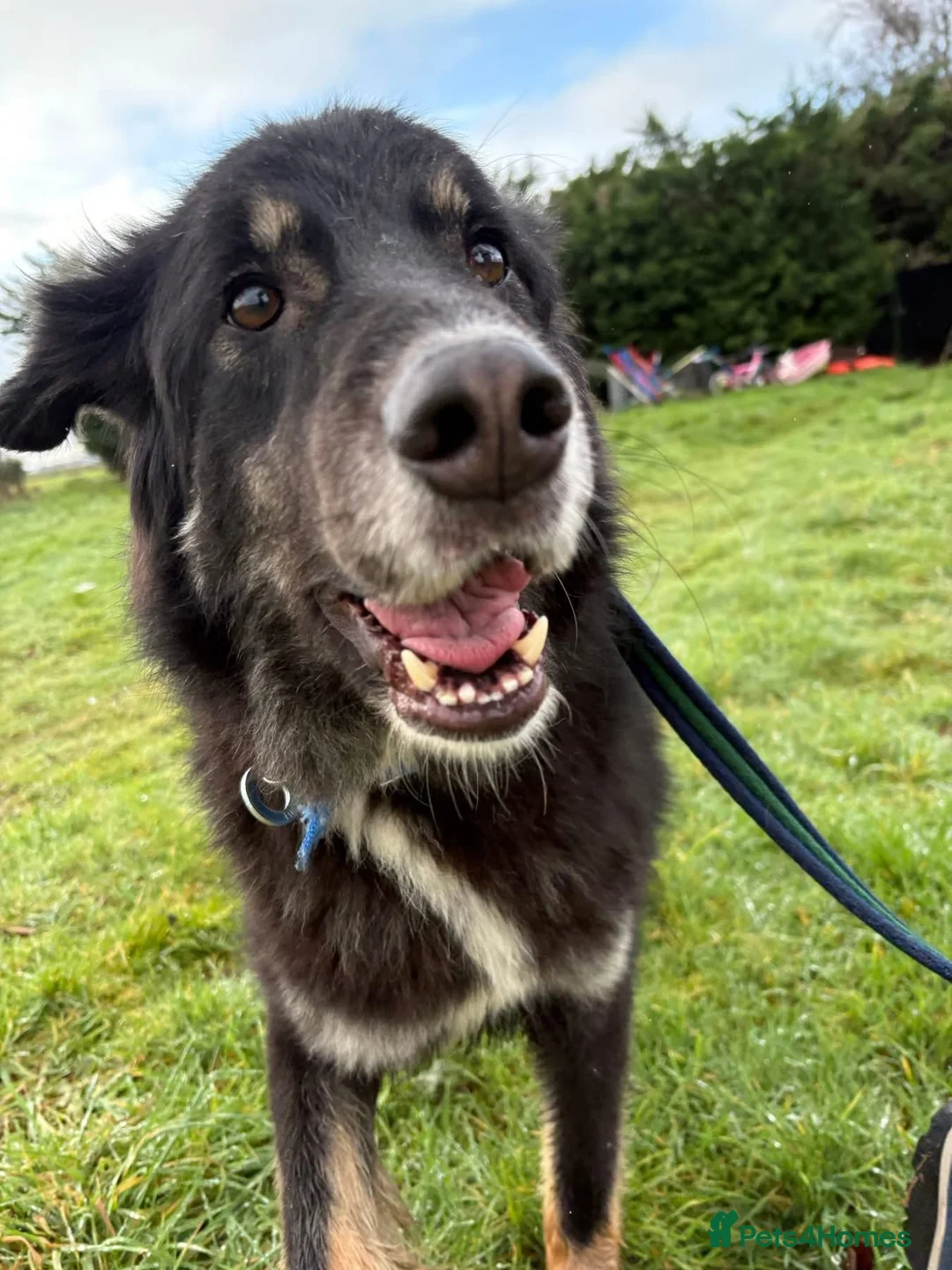 Mixed Breed dogs for adoption: Waffle - Norwich Norfolk  - Advert 2