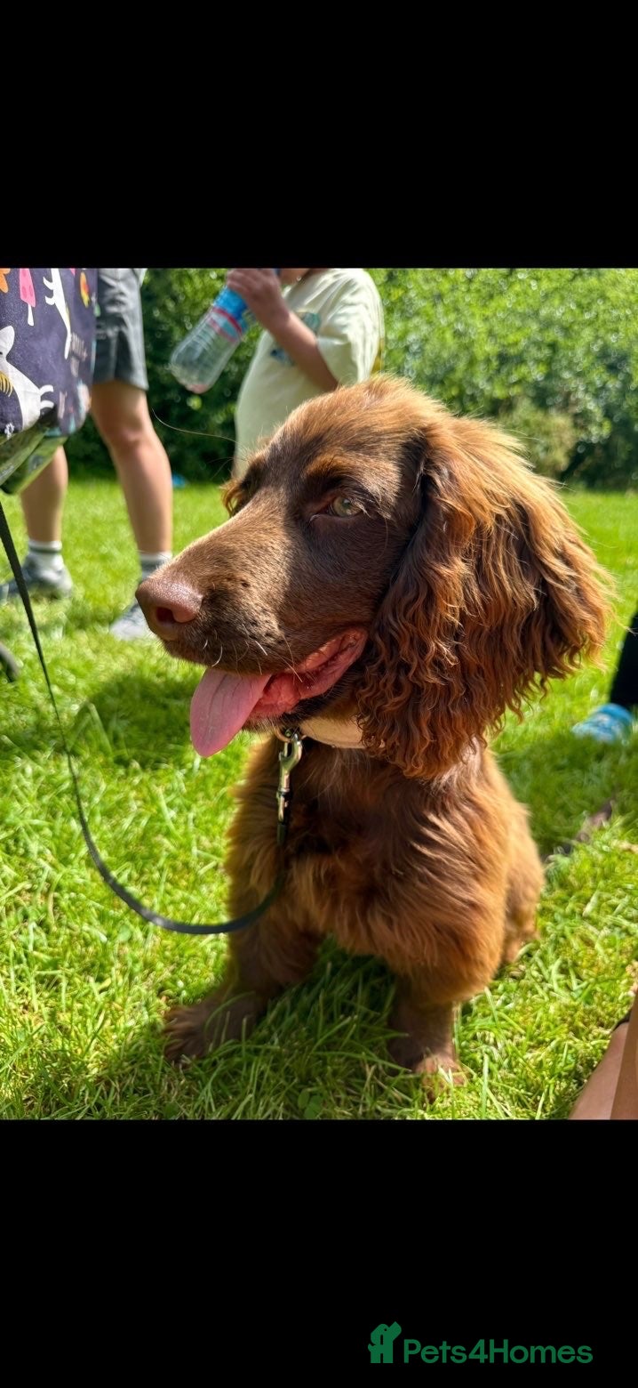 Cocker Spaniel dogs for sale: 8 months Cocker spaniel for sale  - Advert 10