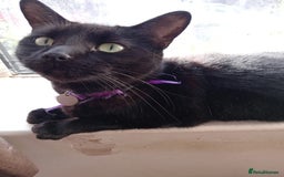 Mixed Breed cats for sale: Binxx - Image 7