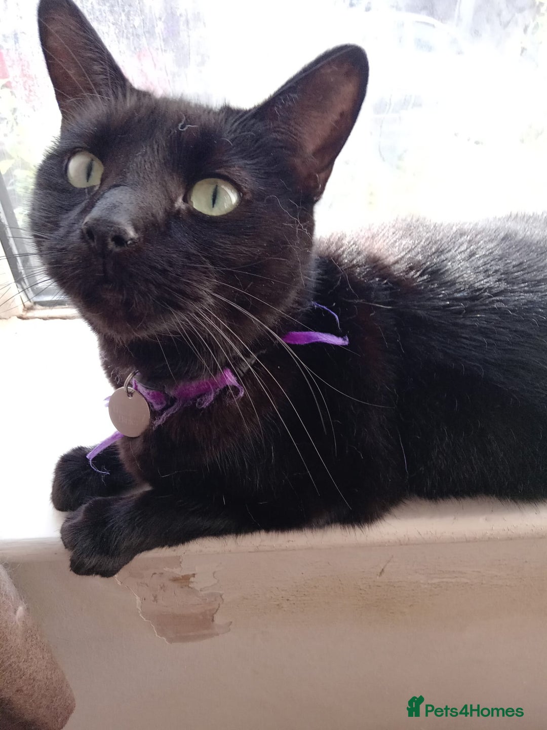 Mixed Breed cats for sale: Binxx - Image 7