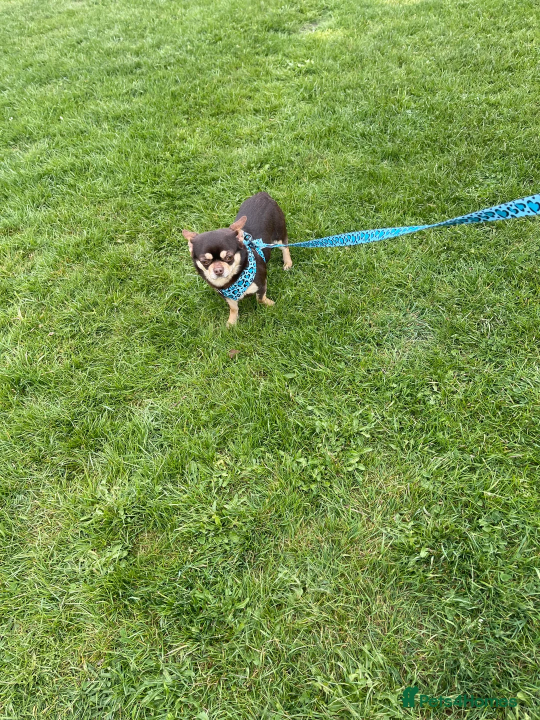 Chihuahua dogs for stud: STUNNING SMOOTH COAT CHIHUAHUA AVAILABLE AT STUD in Grays - Advert 13