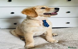 Golden Retriever dogs for sale: Golden retriever KC ❤️ - Image 2
