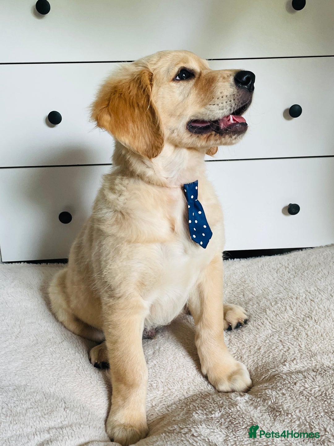 Golden Retriever dogs for sale: Golden retriever KC ❤️ - Image 2