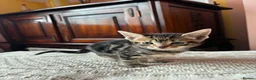 Bengal cats for sale: Beautiful Bengal kittens for sale in Chesterfield - Advert 13