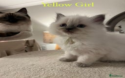 Ragdoll cats for sale: Beautiful Chunky Ragdoll Kittens For Sale - Image 10