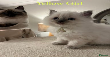 Ragdoll cats - Advert 5
