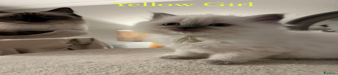 Yellow Girl