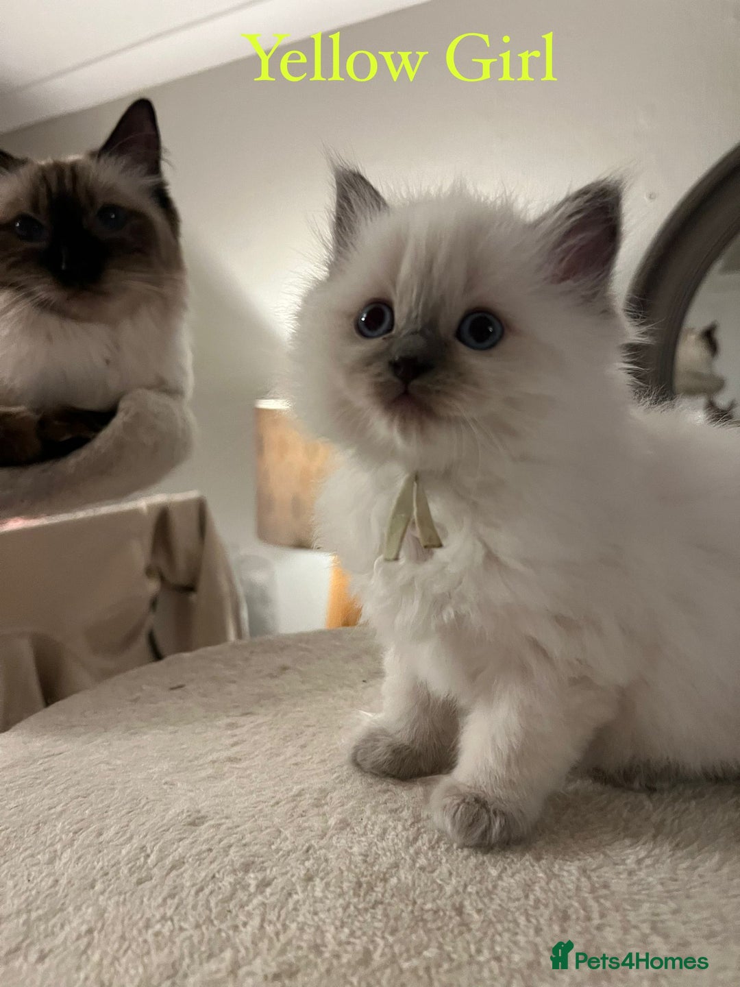 Ragdoll cats for sale: Beautiful Chunky Ragdoll Kittens For Sale - Image 10