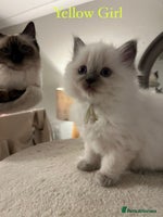 Ragdoll cats - Advert 4