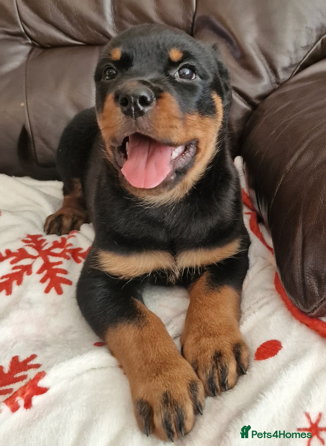 Rottweiler dogs for sale: MASSIVE ROTTWEILER PUPPIES  - Advert 39