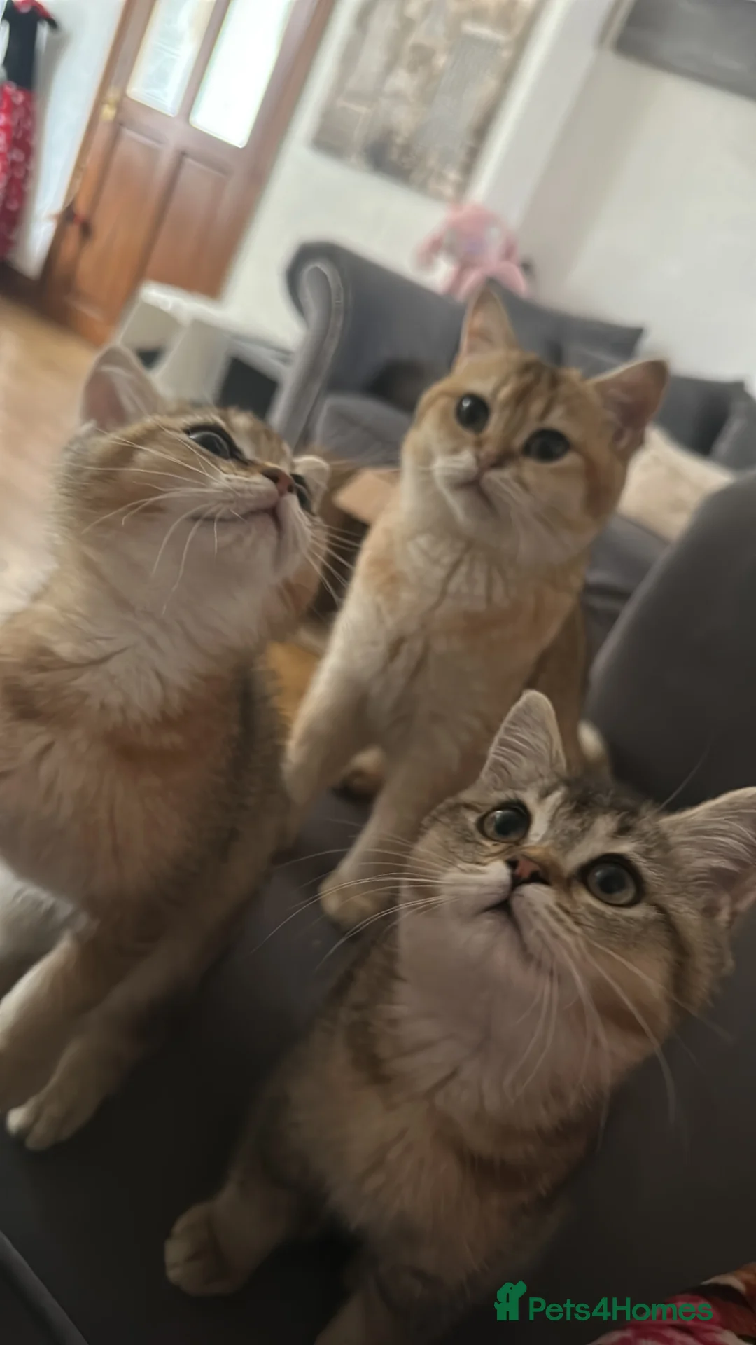 British Shorthair cats for sale: Black baby bsh 😙 - Advert 3