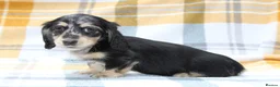 Miniature Dachshund dogs for sale: Creams kc registred  - Advert 8