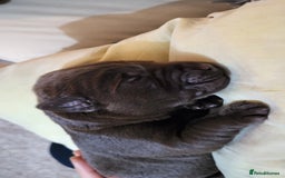 Labrador Retriever dogs for sale: Pedigree Labrador puppies - strong and healthy  - Image 3