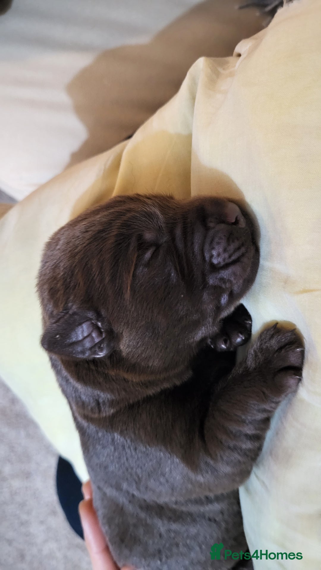 Labrador Retriever dogs for sale: Pedigree Labrador puppies - strong and healthy  - Image 3
