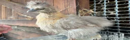 Chickens poultry for sale: Feather and crest hobby poultry! 🐥  - Advert 4