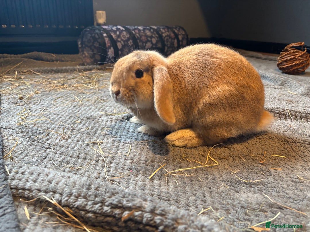 Mini Lop rabbits for sale: 1 harli mini lops males 14 weeks - Advert 4