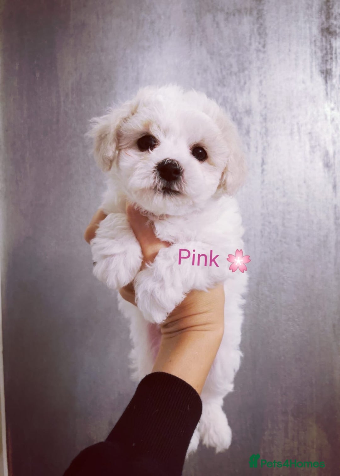 Bichon Frise dogs for sale: 🐶 Pure Bichon Frise Puppies for Sale! 🐶 - Image 6