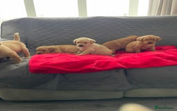 Labrador Retriever dogs for sale: Adorable Golden and Fox Red Puppies - Image 6