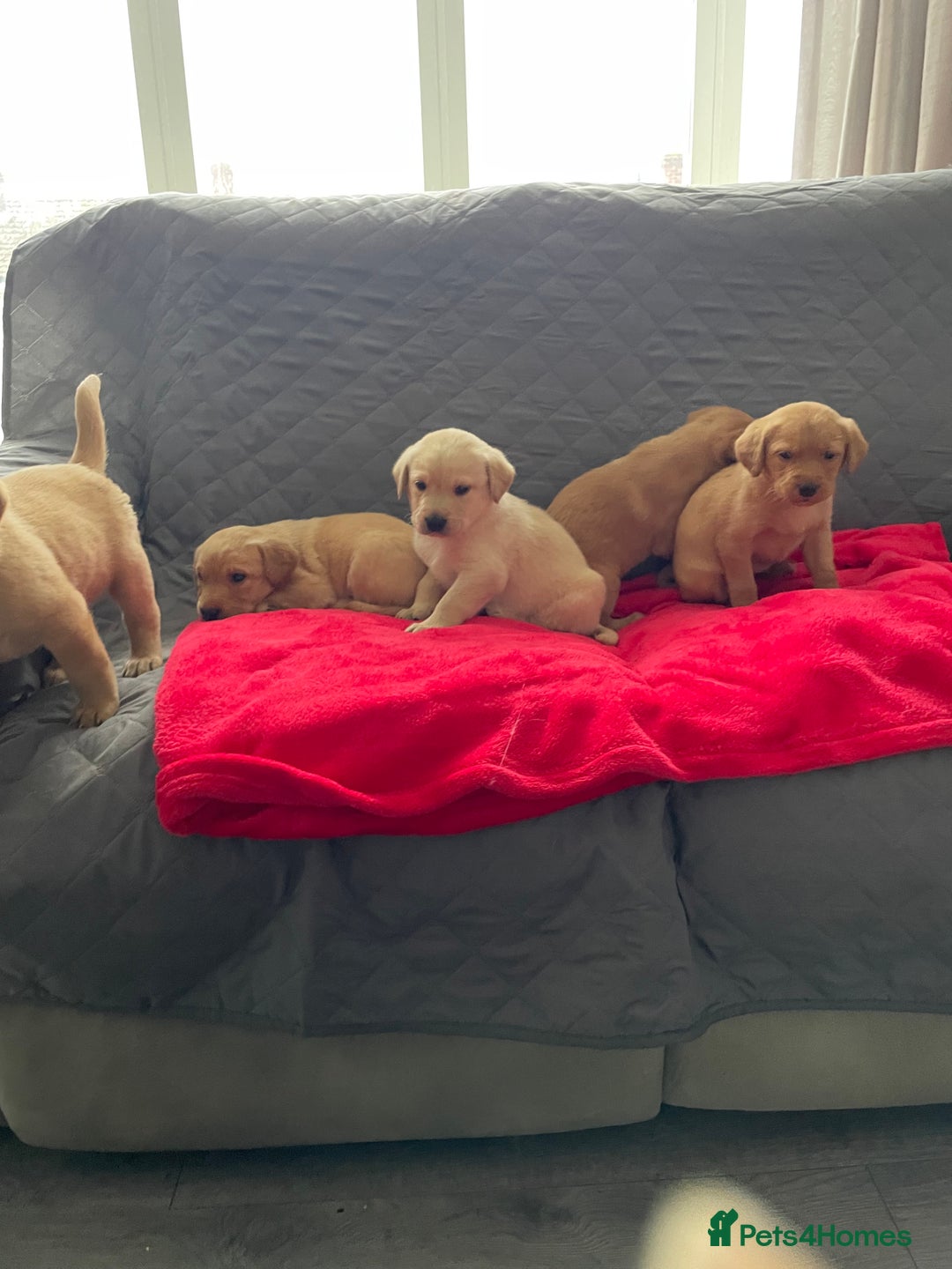Labrador Retriever dogs for sale: Adorable Golden and Fox Red Puppies - Image 6