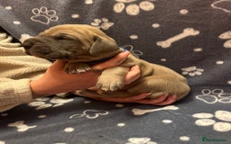 Great Dane dogs for sale: Great Dane puppy’s  - Image 7