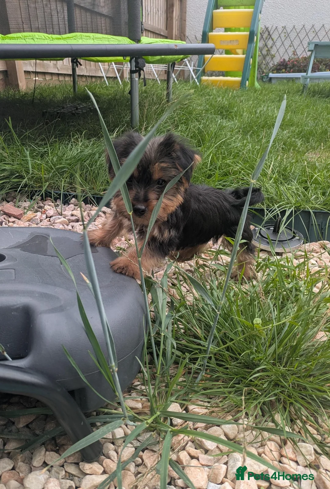 Yorkshire Terrier dogs for sale: Yorkie female pup  - Advert 4