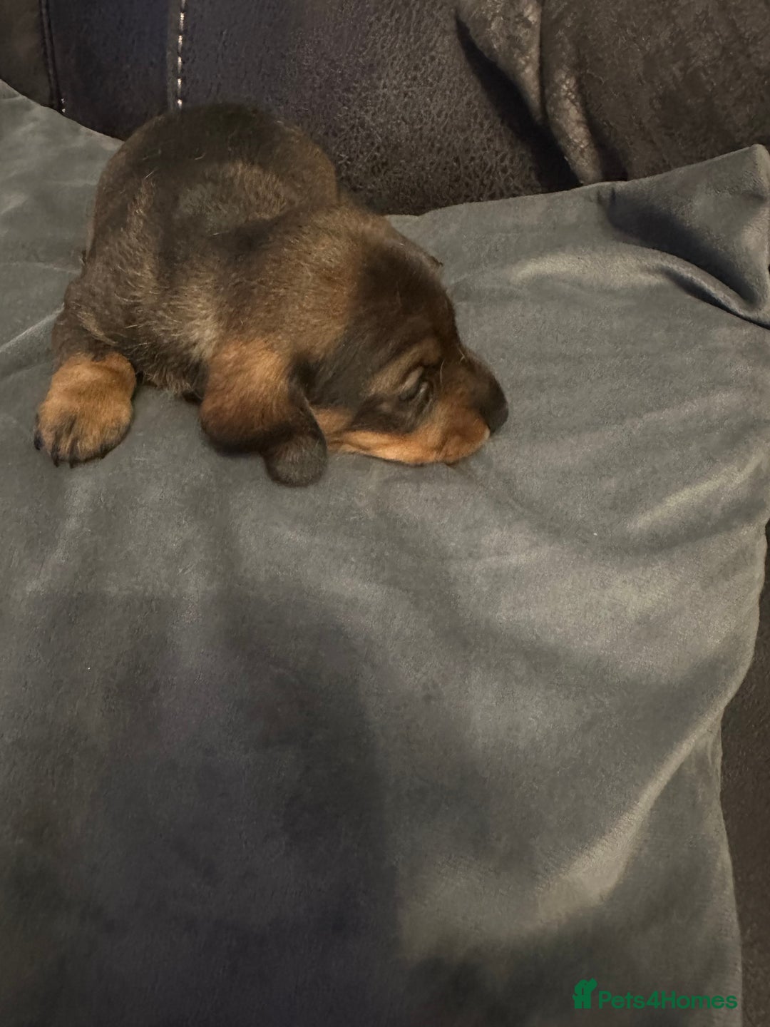 Miniature Dachshund dogs for sale: Mini Dachshund  - Image 10