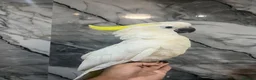Mixed Breed birds for sale: Stunning Selection Baby HandReared Loving Parrot in Nottingham - Advert 14