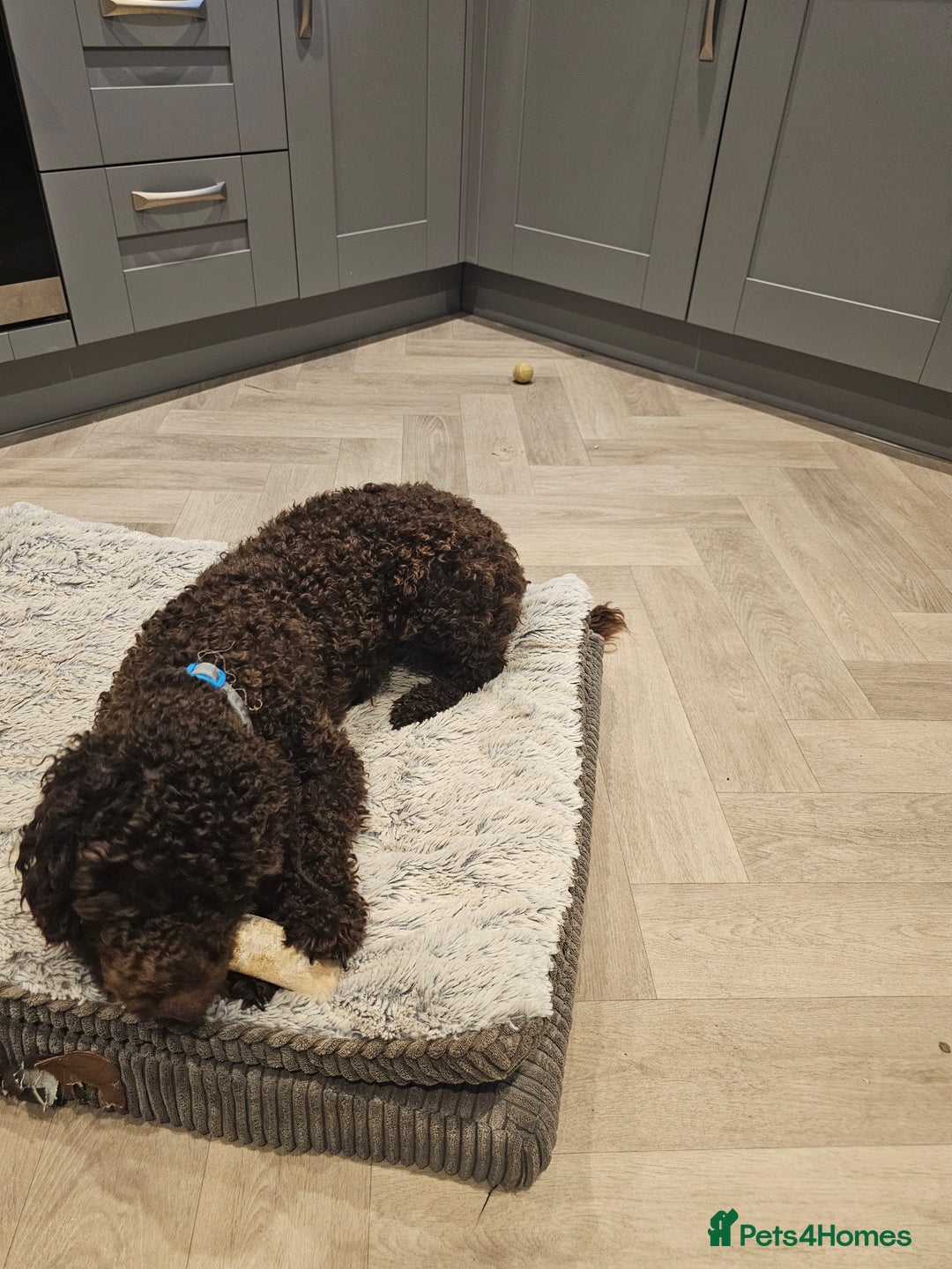 Cockapoo dogs for sale: 12 month old male cockapoo - Image 5