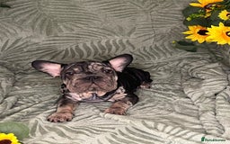 French Bulldog dogs for sale: Velvet and Fluffy french bulldogs  - Image 16