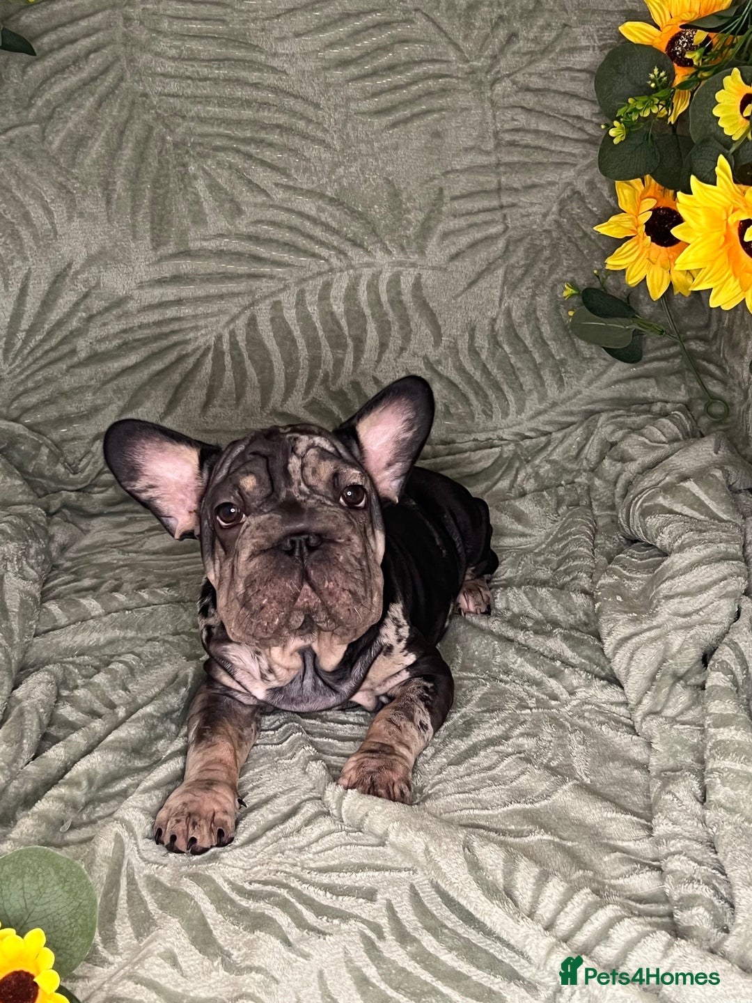 French Bulldog dogs for sale: Velvet and Fluffy french bulldogs  - Image 16