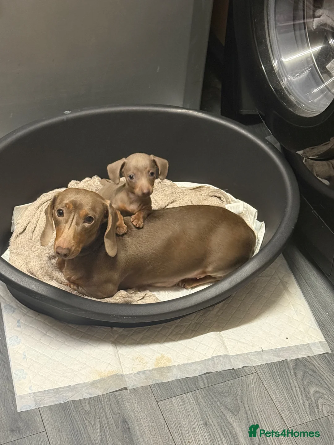 Miniature Dachshund dogs for sale: Miniature dachshund in Walsall - Advert 1