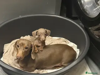 Miniature Dachshund dogs Miniature dachshund - Advert 1