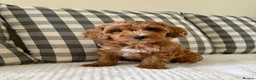 Cockapoo dogs for sale: Health tested cockapoo puppies  - Advert 15