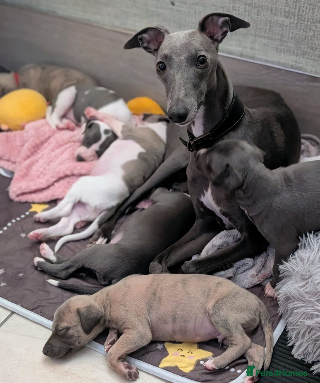 Whippet dogs Beautiful kc puppies not ready for 6 weeks  - Advert 2