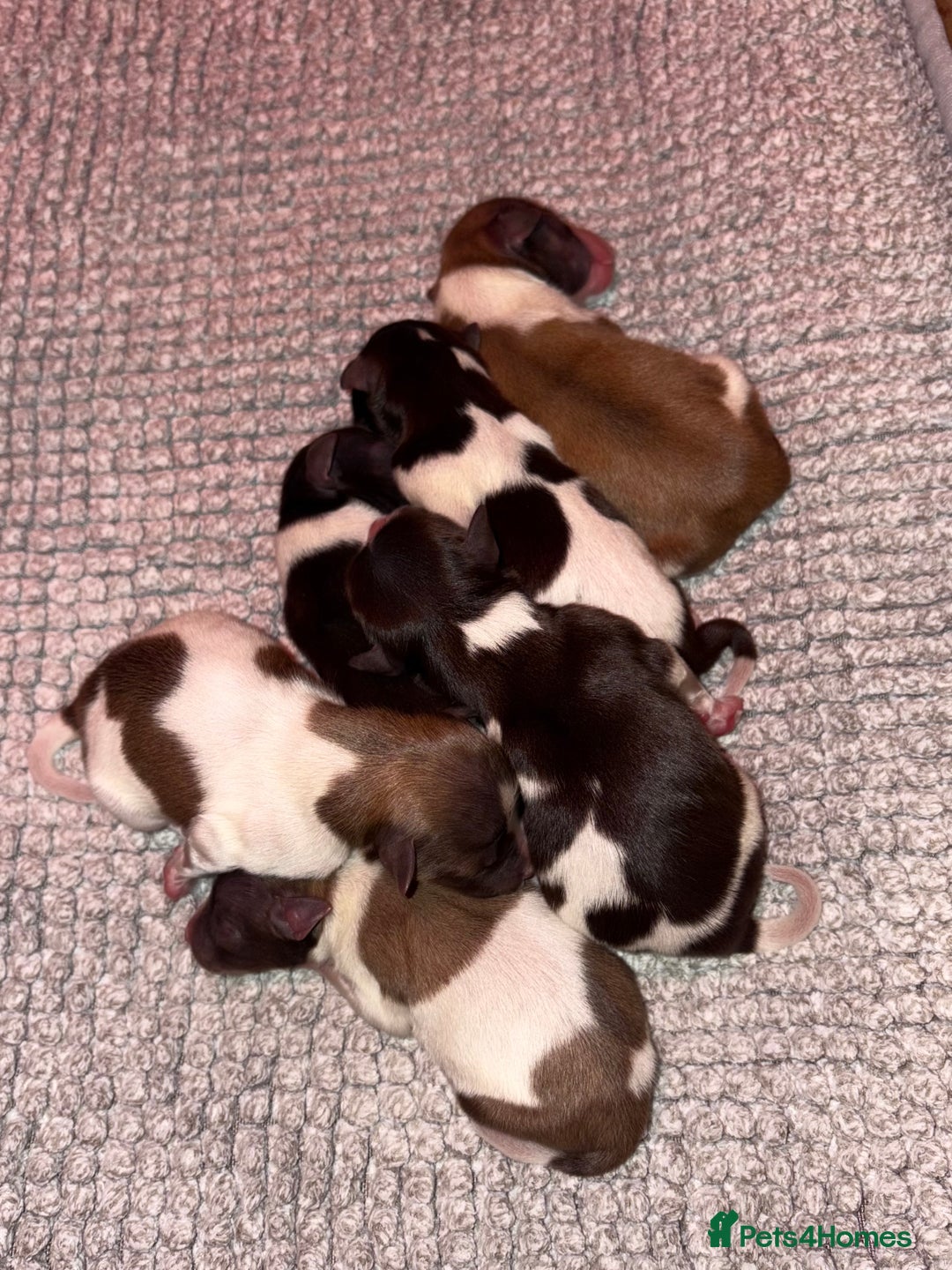 Miniature Schnauzer dogs for sale: miniature schnauzers (American lines) - Advert 1