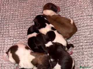 Miniature Schnauzer dogs miniature schnauzers (American lines) - Advert 2