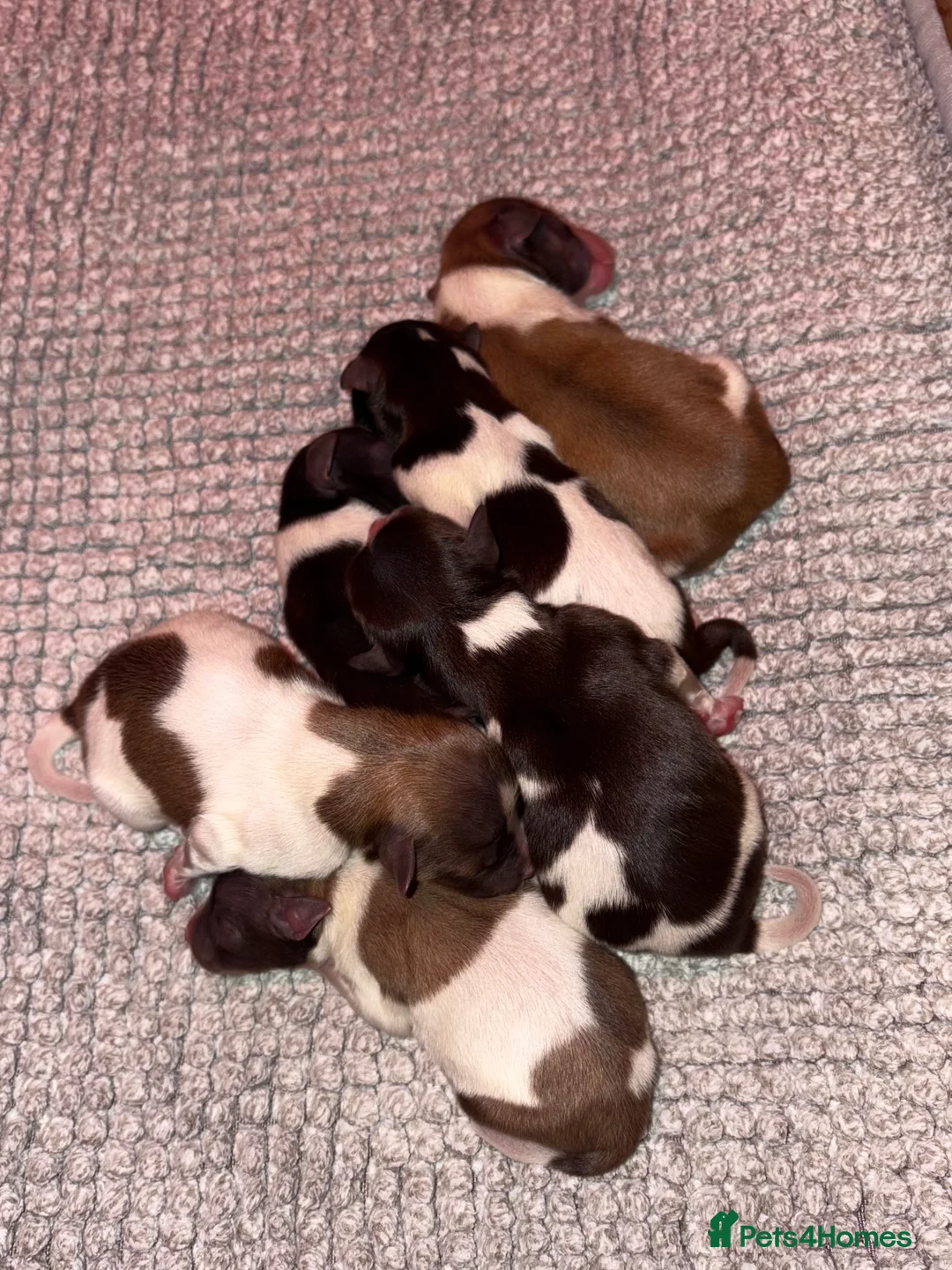 Miniature Schnauzer dogs for sale: SOLD KC Reg Miniature Schnauzers - Advert 4