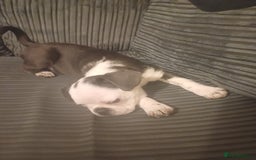 Frug dogs for sale: 12 week old boy frug - Image 3