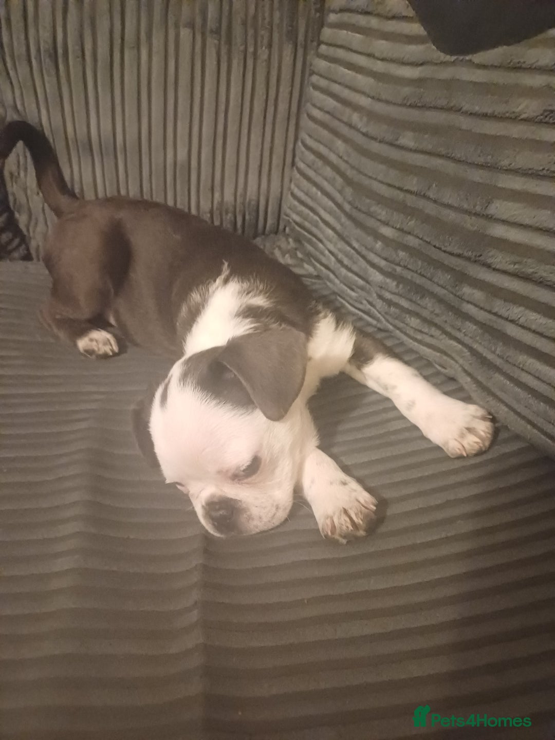 Frug dogs for sale: 12 week old boy frug - Image 3