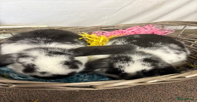 Mini Lop rabbits - Advert 3