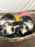 Mini Lop rabbits - Advert 4