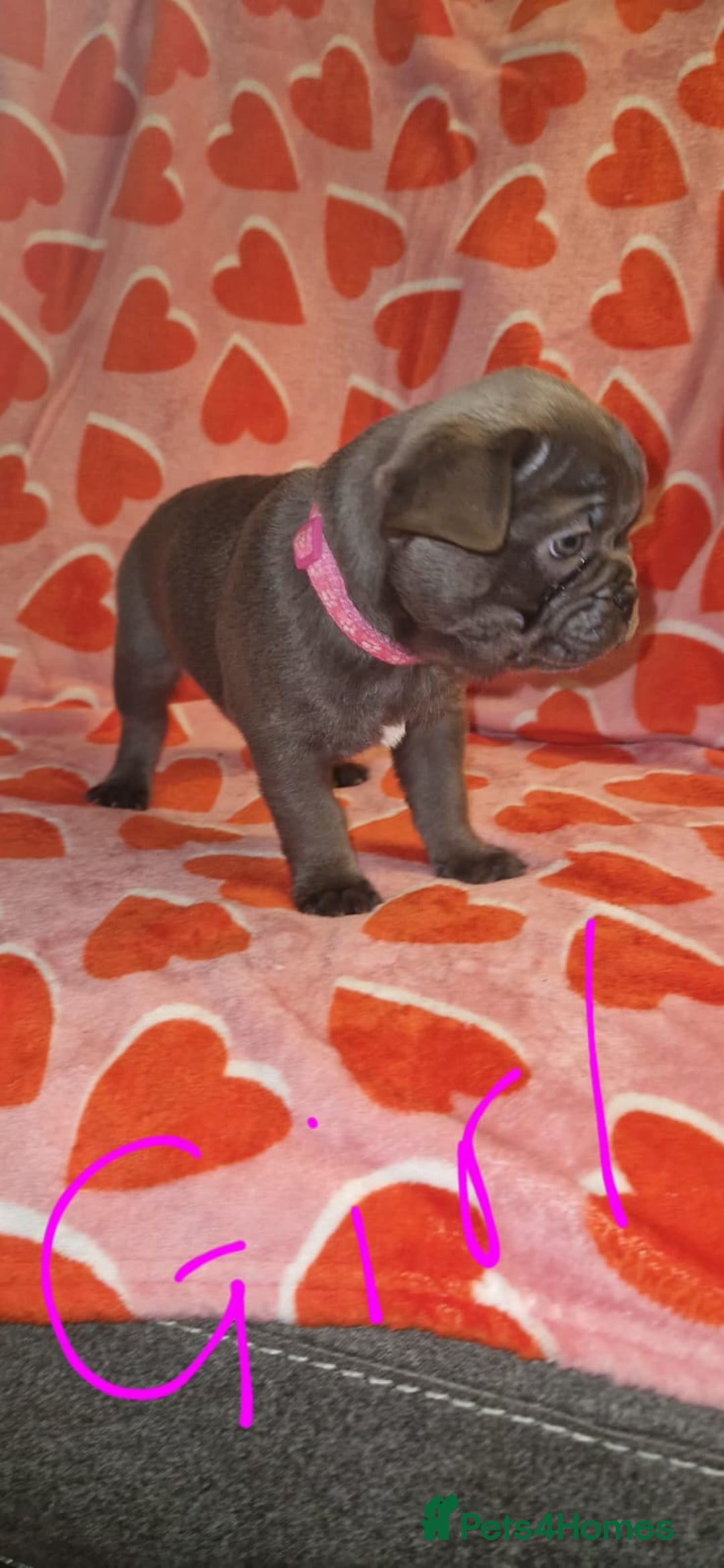 Frug dogs for sale: 6 beautiful frug puppies.  - Image 26